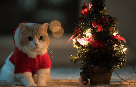 Animated:7f9tjonmorq= Christmas Cat Wallpaper