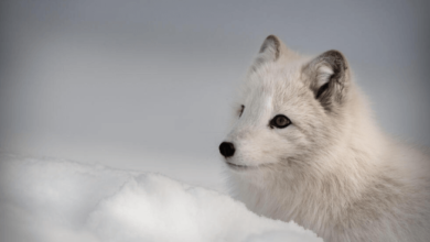 Cute:9l_S4qctuh4= Arctic Foxes