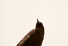 enterprise intelligence impact analysis